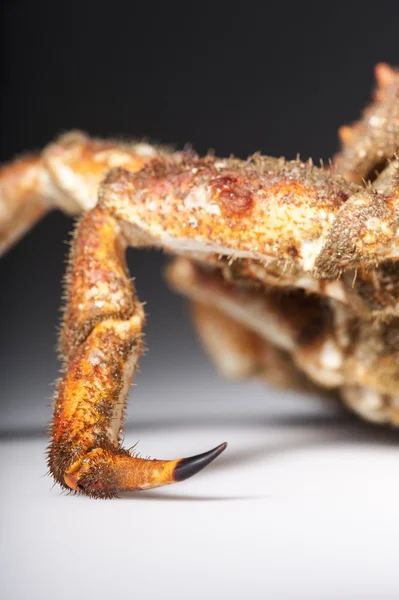 Leg, claw, European spider crab, hairy, orange, shadow, macro, closeup — Stock Photo, Image