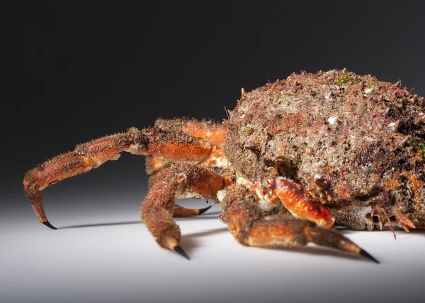 Barriera corallina con zampe, artiglio, mimetizzazione, imitazione, mimetismo, colonna vertebrale, arancio — Foto Stock