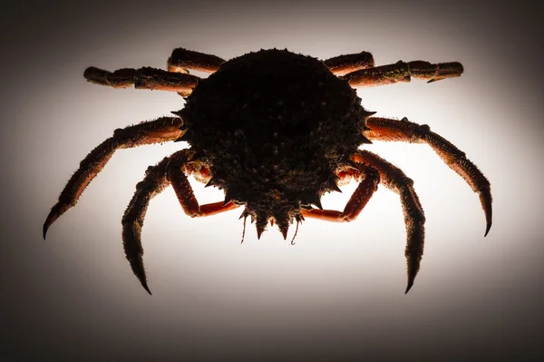 Silhouette, European spider crab, backlighting, stealth, forerunner, mystery, silhouette — Stock Photo, Image