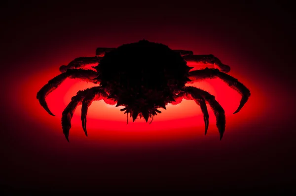 Silhouette, European spider crab, red, stealth, danger, prowling