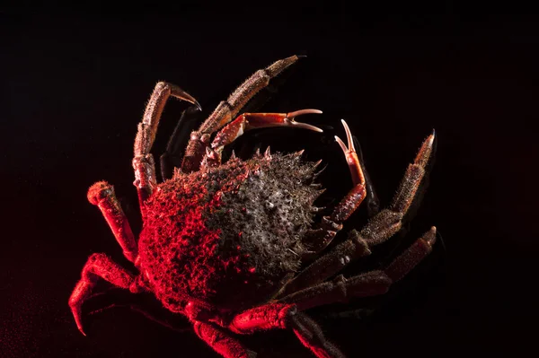 European spider crab, crustacean, shellfish, seafood, sparse, black, red, claw — Stock Photo, Image