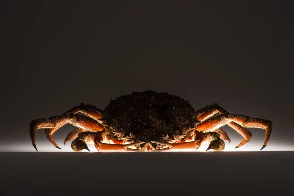 Silueta, cangrejo araña europeo, sigilo, misterio, oscuro, suspic — Foto de Stock