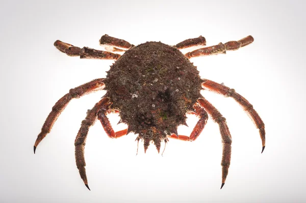 Caranguejo-aranha, crustáceo, marisco, frutos do mar, isolado , — Fotografia de Stock