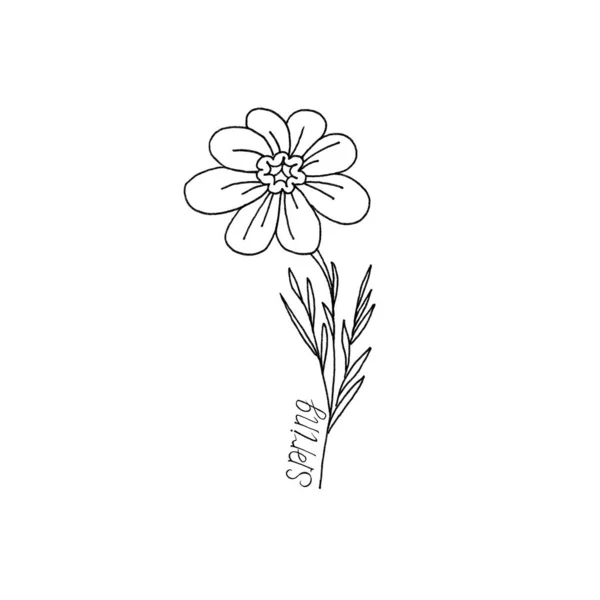 calendula flower cartoons simple illustration