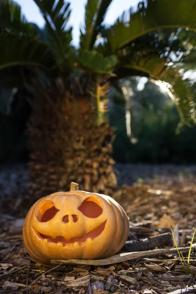 Halloween gruseliger Kürbis mit einem Lächeln im Palmenwald bei Sonnenaufgang — Stockfoto