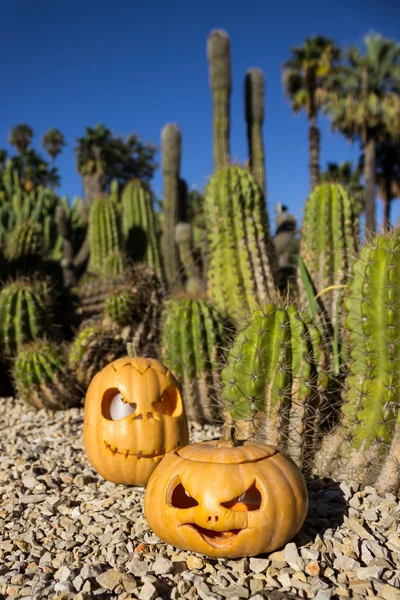 Halloween scary pumpkins on the cactuses backgroung — Stock Photo, Image