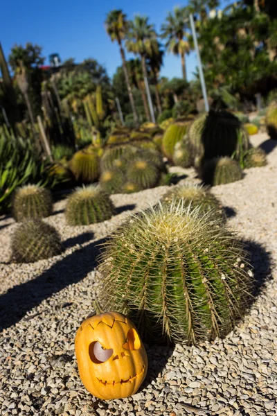 サボテン背景にハロウィーンの怖いカボチャ — ストック写真