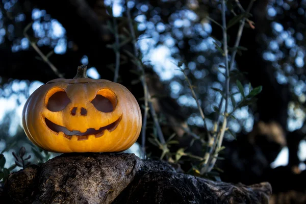 Halloween abóbora assustadora no mato árvore gren — Fotografia de Stock