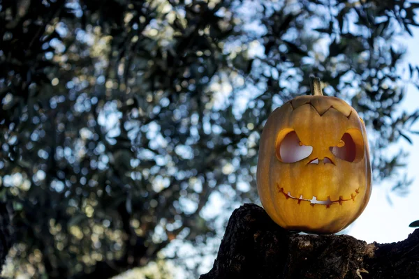 Halloween abóbora assustadora no mato árvore gren — Fotografia de Stock