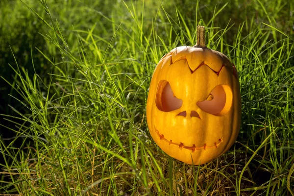 Halloween scary pumpkin in the gren grass — Stock Photo, Image