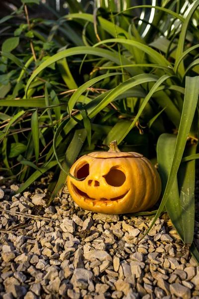 Strašidelné Halloween dýně v gren trávy chrastí — Stock fotografie