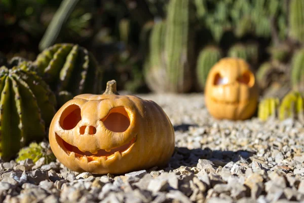 Halloween abóboras assustadoras nos cactos backgroung — Fotografia de Stock