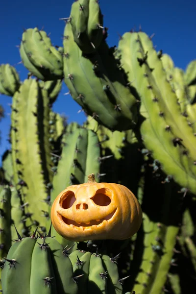 サボテン背景にハロウィーンの怖いカボチャ — ストック写真