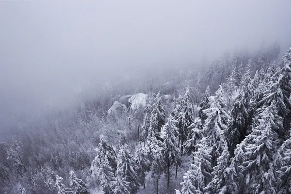 Snow covered mountainside forest disappearing in fog — Stock Photo, Image