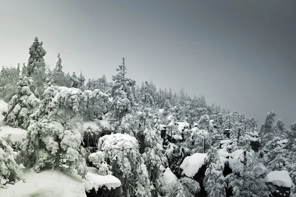 Заснеженные горные леса исчезают в тумане на хори — стоковое фото