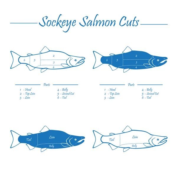 Schéma pro řezání lososů sockeye Pacific — Stockový vektor