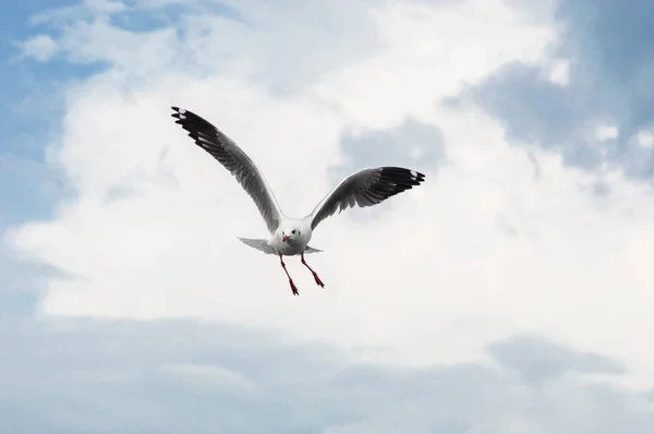 The seagull fly — Stock Photo, Image