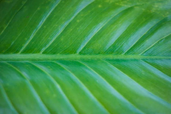 Textura de una hoja verde como fondo —  Fotos de Stock