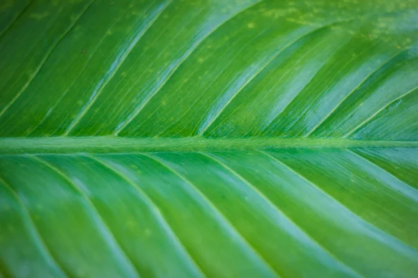 Texture d'une feuille verte comme fond — Photo