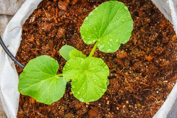 Melon tree growing Stock Image