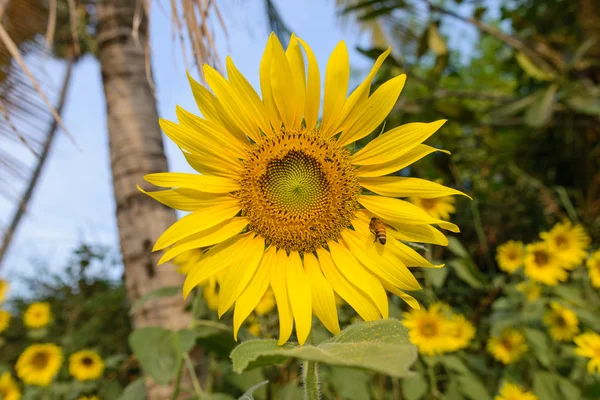 太陽の花 — ストック写真