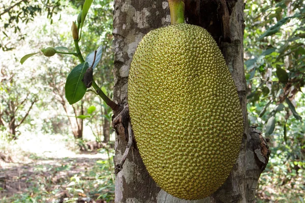 Jackfruit — Stock Photo, Image