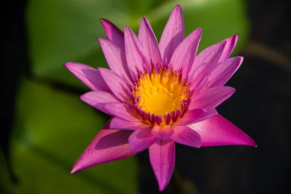 mor lotus