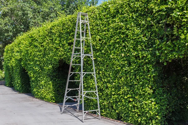 Échelle en aluminium avec mur vert — Photo