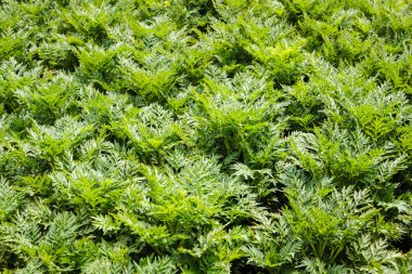 yeşil yapraklar arkaplan