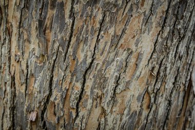 Eski ahşap ağaç doku arka plan deseni kabuğu