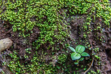 yeşil yosun ile zeminde küçük bitkiler