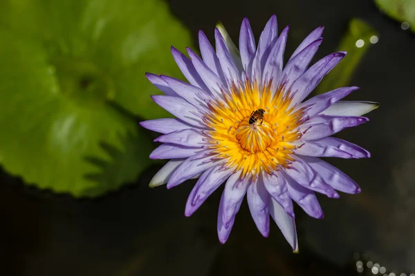 Abelha em lótus roxo na lagoa, fundo — Fotografia de Stock