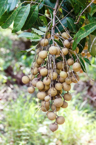 Longan. — Fotografia de Stock