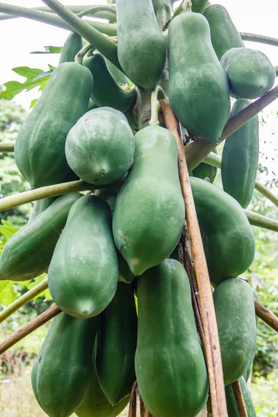 Green Papaya on the papaya tree — Stock Photo, Image