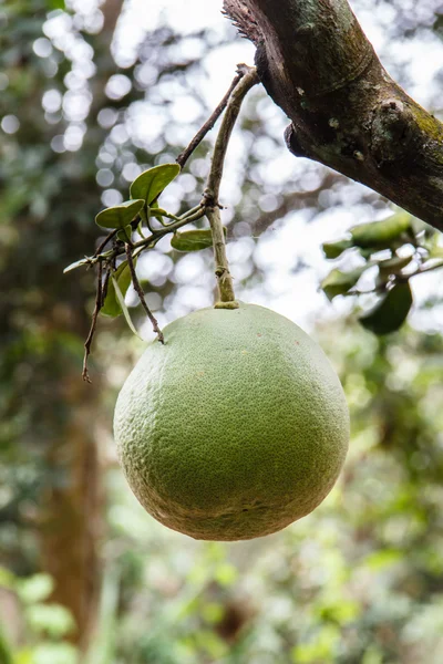 Green pomelo — Stock Photo, Image