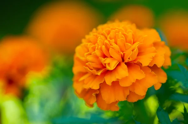 Beautiful tagetes marigold