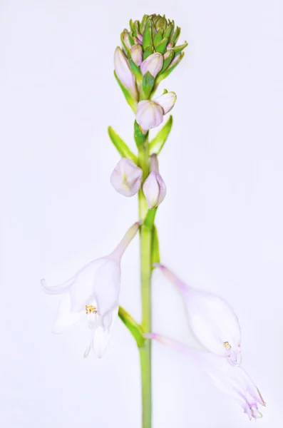 güzel çiçek hosta