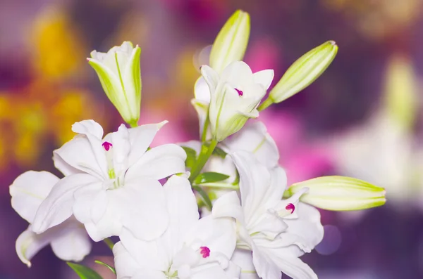 Beautiful white lily