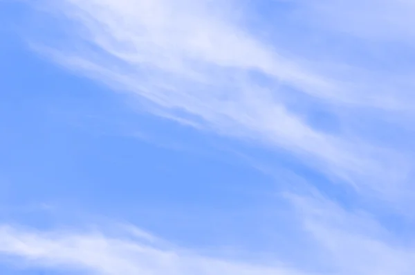 Beautiful white lily