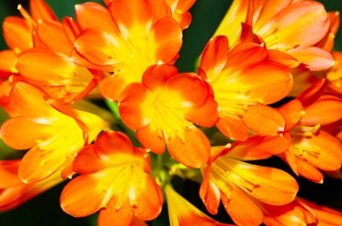 Güzel turuncu çiçekler