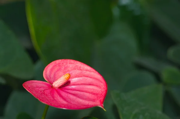 Bela flor vermelha calla — Fotografia de Stock