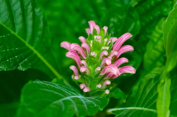 Güzel çiçek çiçek