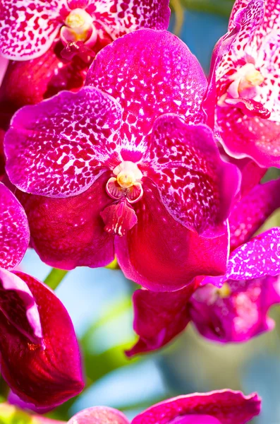 Güzel pembe orkide vanda mavi gökyüzü ile