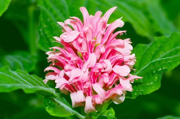 Güzel pembe çiçek