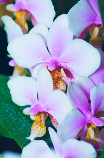 Piękny storczyk phalaenopsis w charakter — Zdjęcie stockowe
