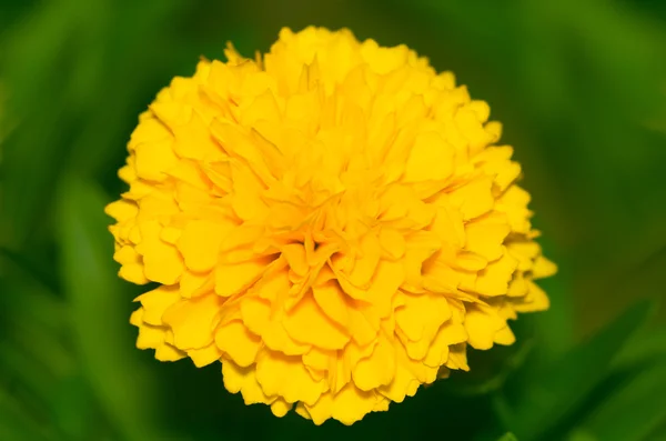 Güzel sarı tagetes erecta