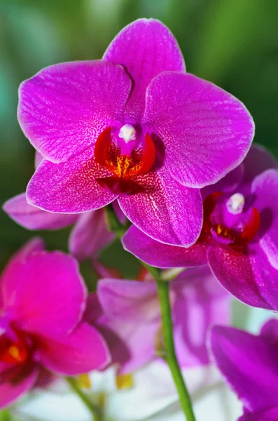 Piękny purpurowa orchidea vanda — Zdjęcie stockowe