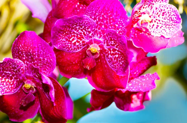 Schöne rosa Orchidee vanda — Stockfoto