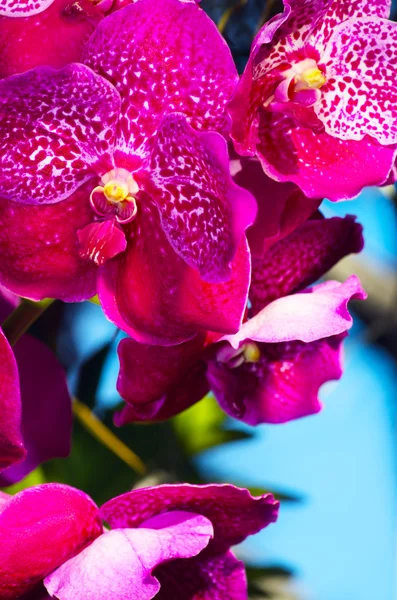 Güzel pembe orkide vanda mavi gökyüzü ile