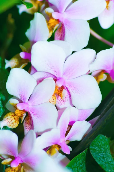 Doğada güzel orkide phalaenopsis